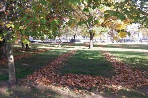 frunze stânse în Parcul Izvor